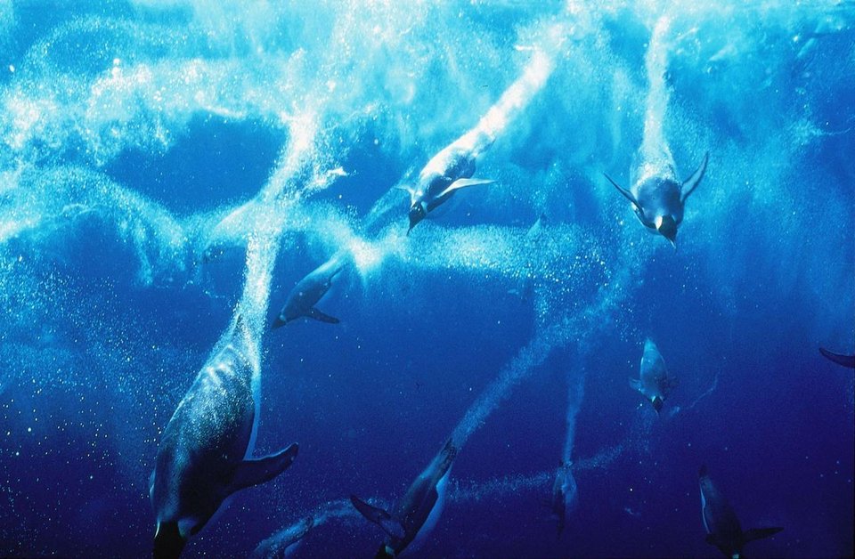 Τι κάνει τους αυτοκρατορικούς πιγκουίνους τόσο δεινούς κολυμβητές; [εικόνες] | iefimerida.gr 4