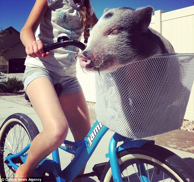 Πηνελόπη ποπκόρν, η γουρουνίτσα που τα σπάει στο Instagram [εικόνες] | iefimerida.gr 8