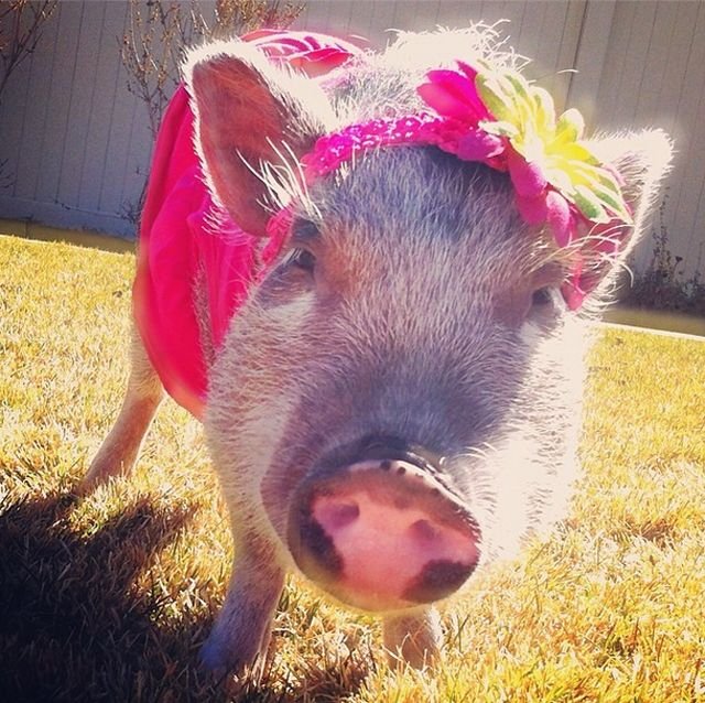 Πηνελόπη ποπκόρν, η γουρουνίτσα που τα σπάει στο Instagram [εικόνες] | iefimerida.gr 0