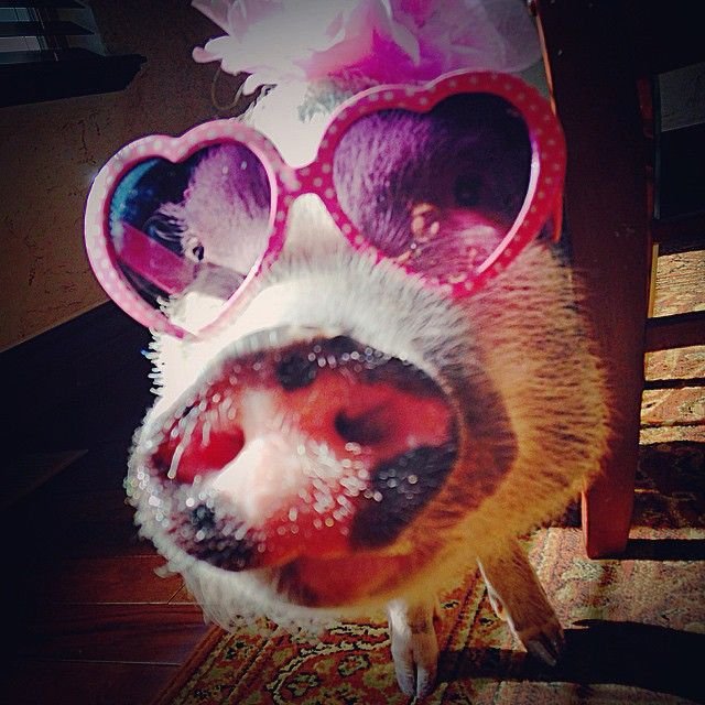 Πηνελόπη ποπκόρν, η γουρουνίτσα που τα σπάει στο Instagram [εικόνες] | iefimerida.gr 1