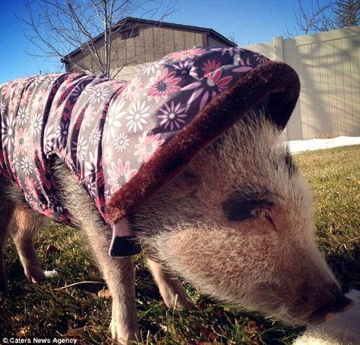 Πηνελόπη ποπκόρν, η γουρουνίτσα που τα σπάει στο Instagram [εικόνες] | iefimerida.gr 2