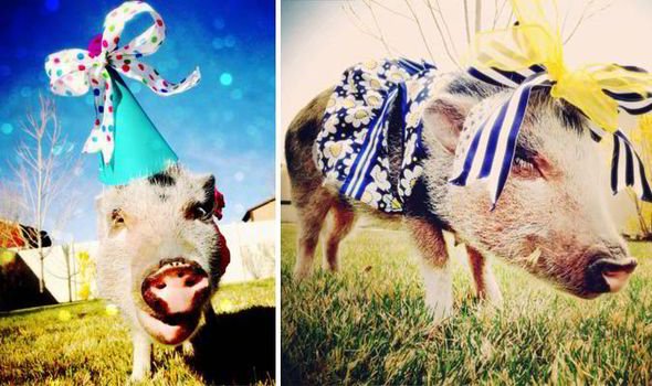 Πηνελόπη ποπκόρν, η γουρουνίτσα που τα σπάει στο Instagram [εικόνες] | iefimerida.gr 3