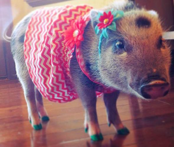 Πηνελόπη ποπκόρν, η γουρουνίτσα που τα σπάει στο Instagram [εικόνες] | iefimerida.gr 4