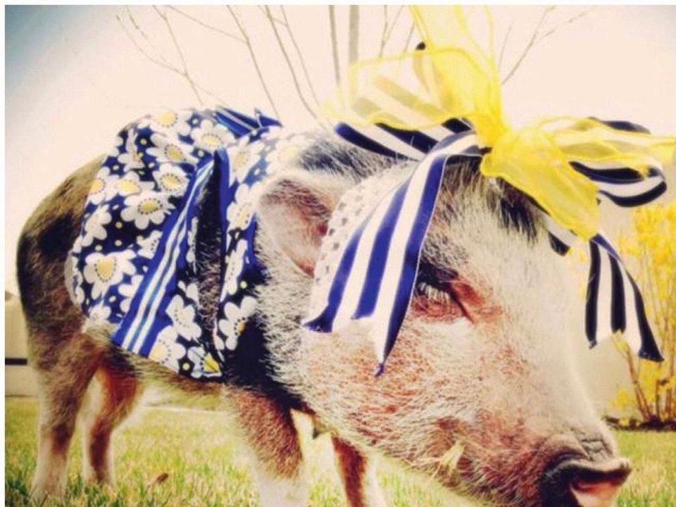 Πηνελόπη ποπκόρν, η γουρουνίτσα που τα σπάει στο Instagram [εικόνες] | iefimerida.gr 9