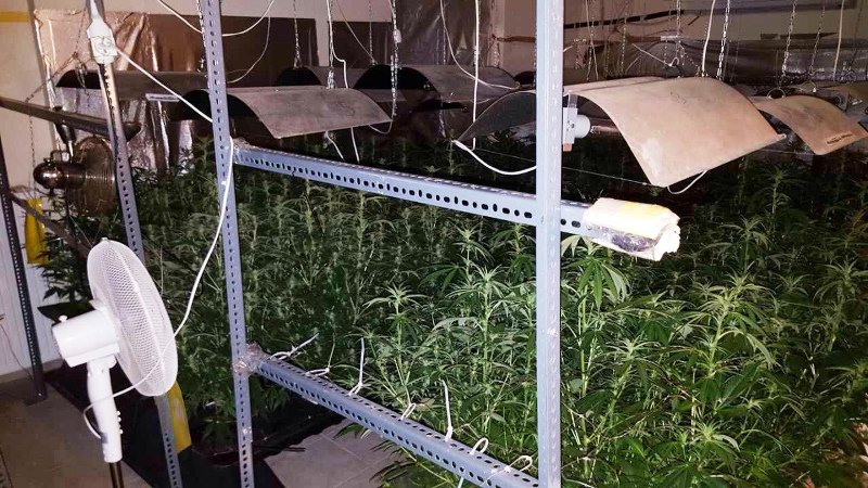 Εγκληματική οργάνωση καλλιεργούσε και διακινούσε μεγάλες ποσότητες κάνναβης [εικόνες] | iefimerida.gr 2