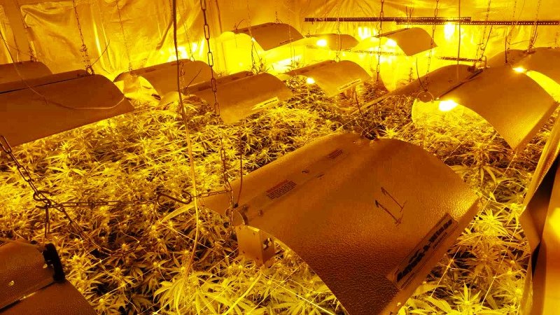 Εγκληματική οργάνωση καλλιεργούσε και διακινούσε μεγάλες ποσότητες κάνναβης [εικόνες] | iefimerida.gr 1