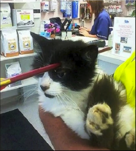 Δέκα πραγματικά πολύ περίεργες φωτογραφίες που τραβήχτηκαν στο 2013 [εικόνες] | iefimerida.gr 5