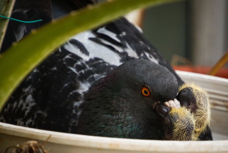 Γεννητούρια στη Βουλή - Περιστέρι γέννησε σε γλάστρα που βρίσκεται σε εσωτερικό φωταγωγό [εικόνες] | iefimerida.gr 0