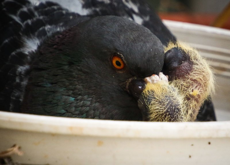 Γεννητούρια στη Βουλή - Περιστέρι γέννησε σε γλάστρα που βρίσκεται σε εσωτερικό φωταγωγό [εικόνες] | iefimerida.gr 1