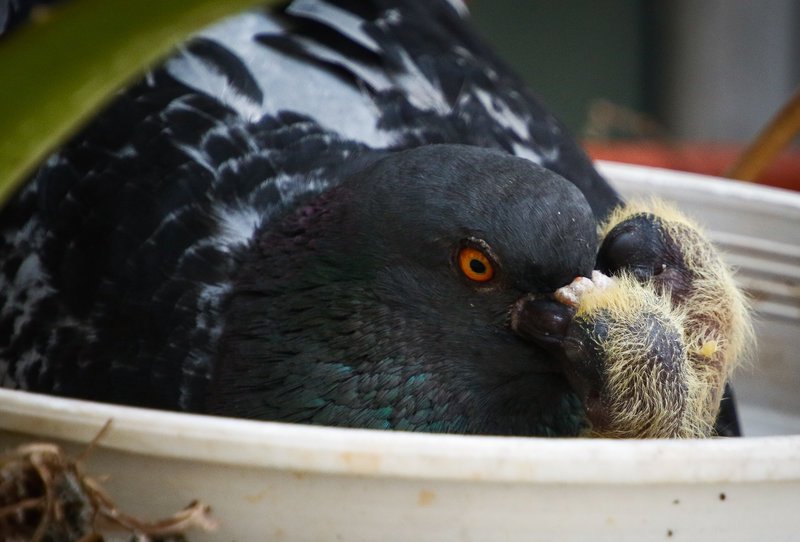 Γεννητούρια στη Βουλή - Περιστέρι γέννησε σε γλάστρα που βρίσκεται σε εσωτερικό φωταγωγό [εικόνες] | iefimerida.gr 2