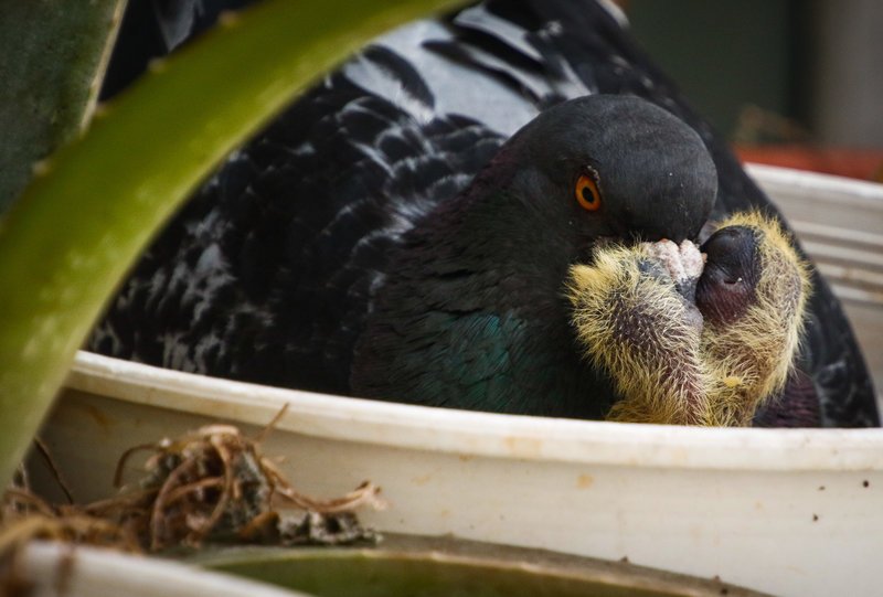 Γεννητούρια στη Βουλή - Περιστέρι γέννησε σε γλάστρα που βρίσκεται σε εσωτερικό φωταγωγό [εικόνες] | iefimerida.gr 3