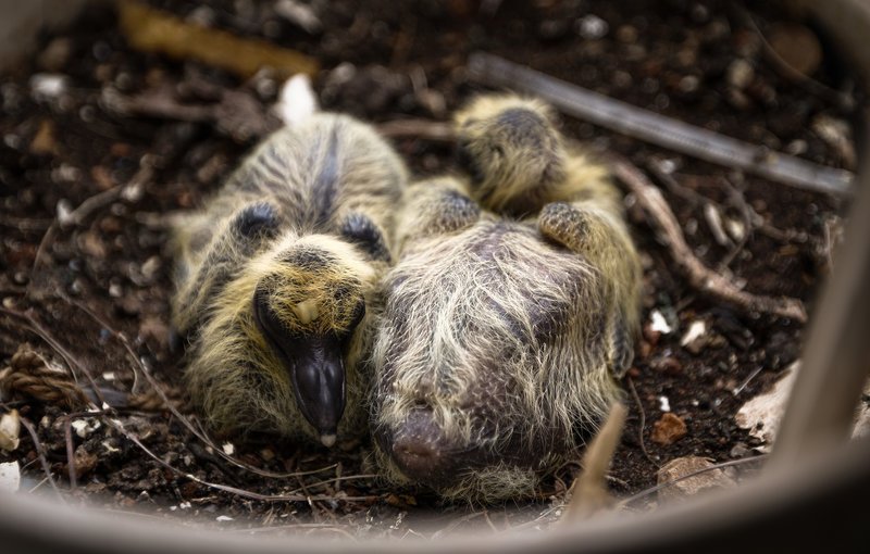 Γεννητούρια στη Βουλή - Περιστέρι γέννησε σε γλάστρα που βρίσκεται σε εσωτερικό φωταγωγό [εικόνες] | iefimerida.gr 4