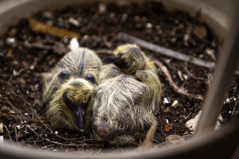 Γεννητούρια στη Βουλή - Περιστέρι γέννησε σε γλάστρα που βρίσκεται σε εσωτερικό φωταγωγό [εικόνες] | iefimerida.gr 5