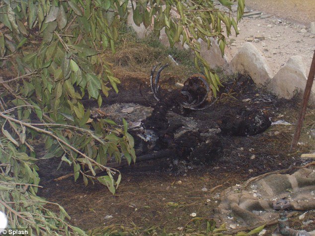 Κτηνωδία: Αμερικανοί πεζοναύτες πυρπολούν Ιρακινούς αντάρτες και τους ταΐζουν στα σκυλιά [εικόνες] | iefimerida.gr 3