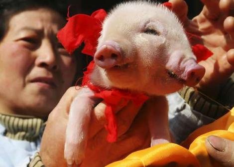 Γουρουνάκι γεννήθηκε με 2 μουσούδες και 3 μάτια [εικόνες]  | iefimerida.gr 1