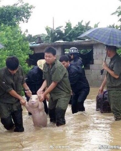 Viral η φωτογραφία γουρουνιού που χαμογελάει ενώ το σώζουν από πνιγμό [εικόνα] | iefimerida.gr 0