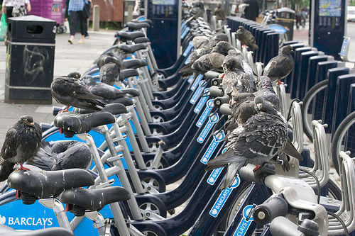 Γιατί τα... περιστέρια εμποδίζουν τους Λονδρέζους να κάνουν ποδήλατο [εικόνες] | iefimerida.gr 0