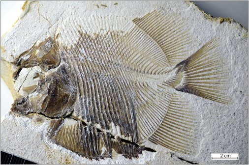 Το Piranhamesodon pinnatomus, όπως ονομάσθηκε, είναι το αρχαιότερο γνωστό σαρκοβόρο ψάρι με σκελετό από κόκαλα