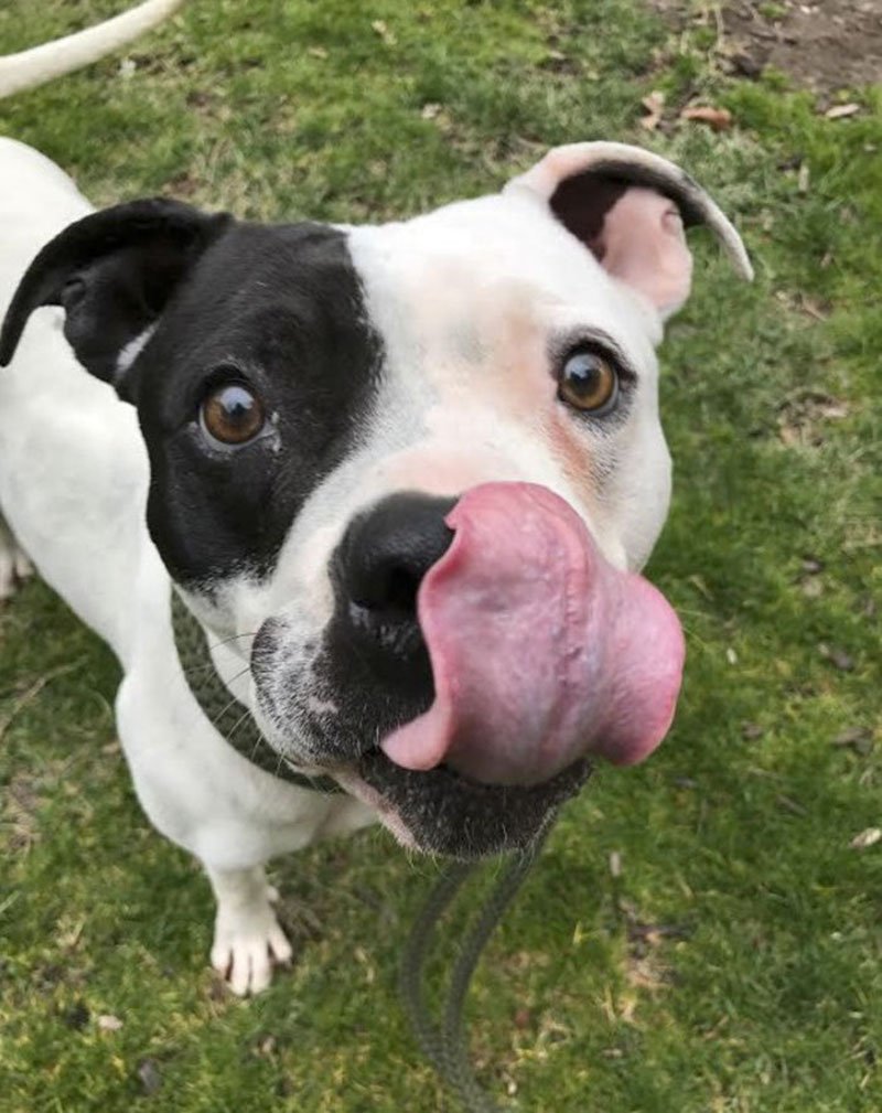 «Μόλις μετακόμισα σε ένα νέο σπίτι και βρήκα ένα σκύλο αλυσοδεμένο στο υπόγειο» [βίντεο] | iefimerida.gr 0