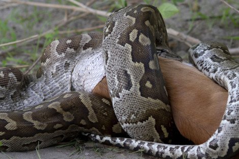 Πύθωνας στραγγαλίζει και καταπίνει αμάσητη τεράστια αντιλόπη [εικόνες & βίντεο] | iefimerida.gr 0