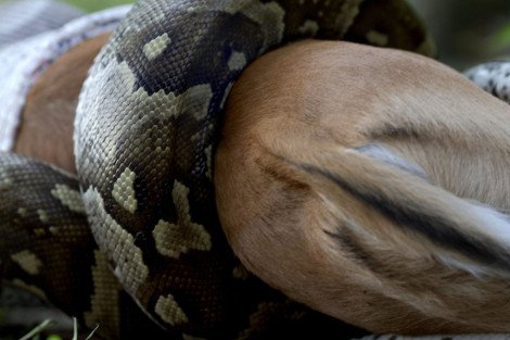 Πύθωνας στραγγαλίζει και καταπίνει αμάσητη τεράστια αντιλόπη [εικόνες & βίντεο] | iefimerida.gr 2