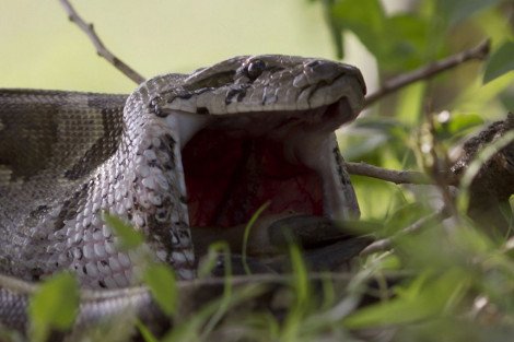 Πύθωνας στραγγαλίζει και καταπίνει αμάσητη τεράστια αντιλόπη [εικόνες & βίντεο] | iefimerida.gr 4