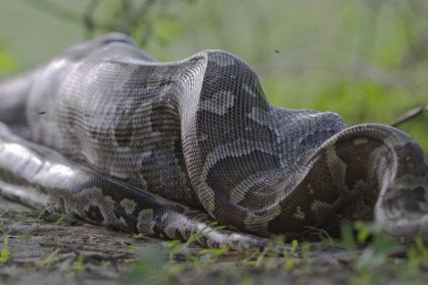 Πύθωνας στραγγαλίζει και καταπίνει αμάσητη τεράστια αντιλόπη [εικόνες & βίντεο] | iefimerida.gr 5