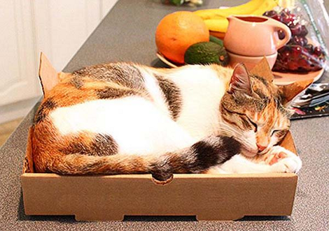 Δέκα φοβερές χρήσεις για το κουτί της πίτσας αφού καταναλώσουμε το περιεχόμενο [εικόνες] | iefimerida.gr 2