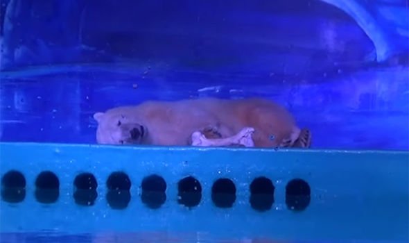 Pizza, η πιο θλιμμένη αρκούδα στον κόσμο [βίντεο] | iefimerida.gr 1