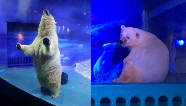 Pizza, η πιο θλιμμένη αρκούδα στον κόσμο [βίντεο] | iefimerida.gr 0