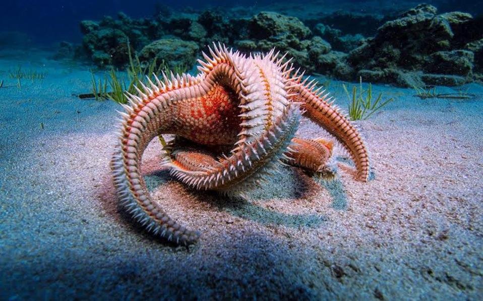 Βουτιά «Με μια ανάσα» στο Πλανητάριο [εικόνες] | iefimerida.gr 2