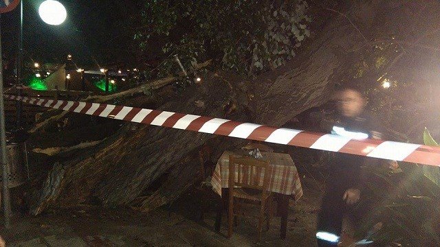 Νέος τρόμος στην Πορταριά: Επεσε πλάτανος, τραυματίστηκε γυναίκα | iefimerida.gr 0