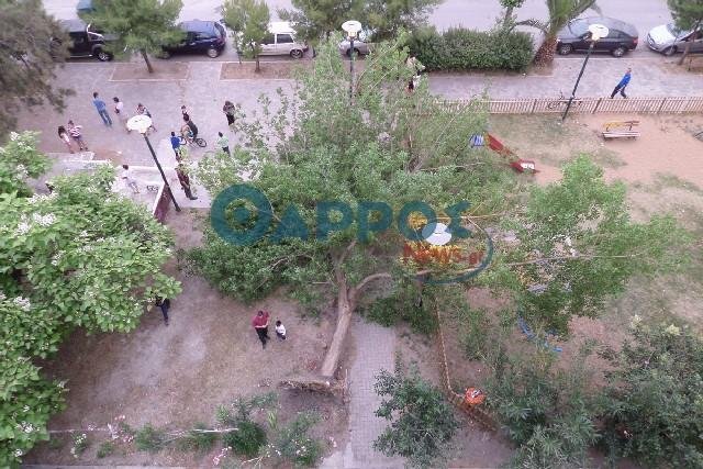Ξεριζώθηκε δέντρο από τους θυελλώδεις ανέμους και έπεσε σε παιδική χαρά – Τραυματίστηκε κοριτσάκι [εικόνες&βίντεο] | iefimerida.gr 0