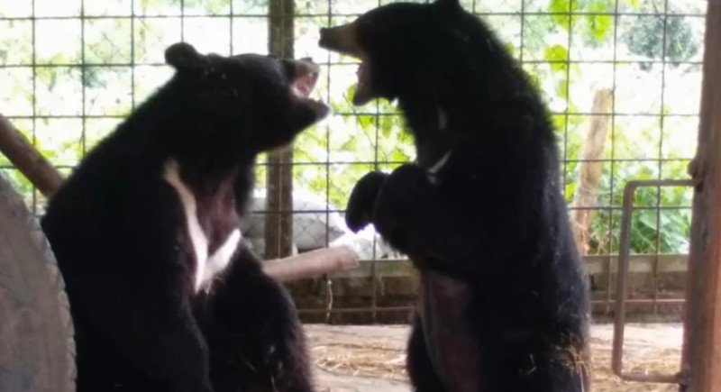 Μιανμάρ: Αρκούδα με τεράστια γλώσσα σώθηκε από μοναχούς [εικόνες & βίντεο] | iefimerida.gr 3