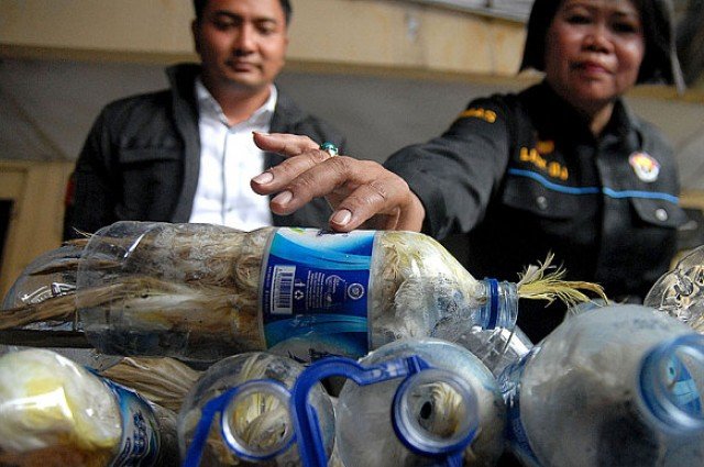 Λαθρέμπορος αιχμαλώτισε 21 παπαγάλους υπό εξαφάνιση μέσα σε πλαστικά μπουκάλια [εικόνες] | iefimerida.gr 1