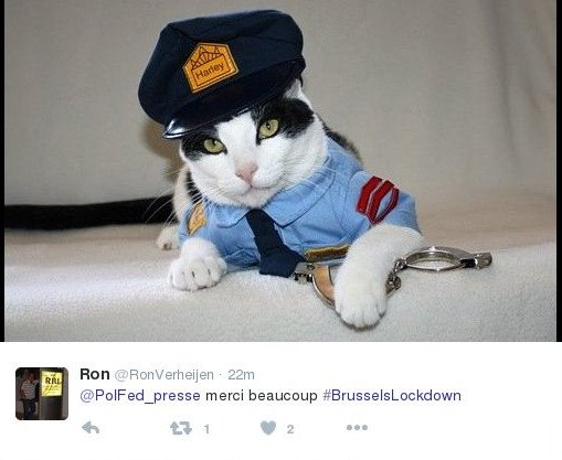 Η βελγική αστυνομία ευχαρίστησε με ένα μπολ κροκέτες τις γάτες του #BrusselsLockdown [εικόνες] | iefimerida.gr 1