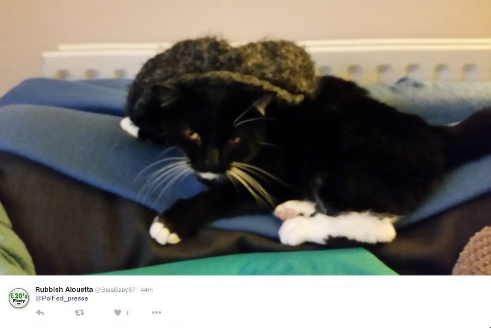 Η βελγική αστυνομία ευχαρίστησε με ένα μπολ κροκέτες τις γάτες του #BrusselsLockdown [εικόνες] | iefimerida.gr 2