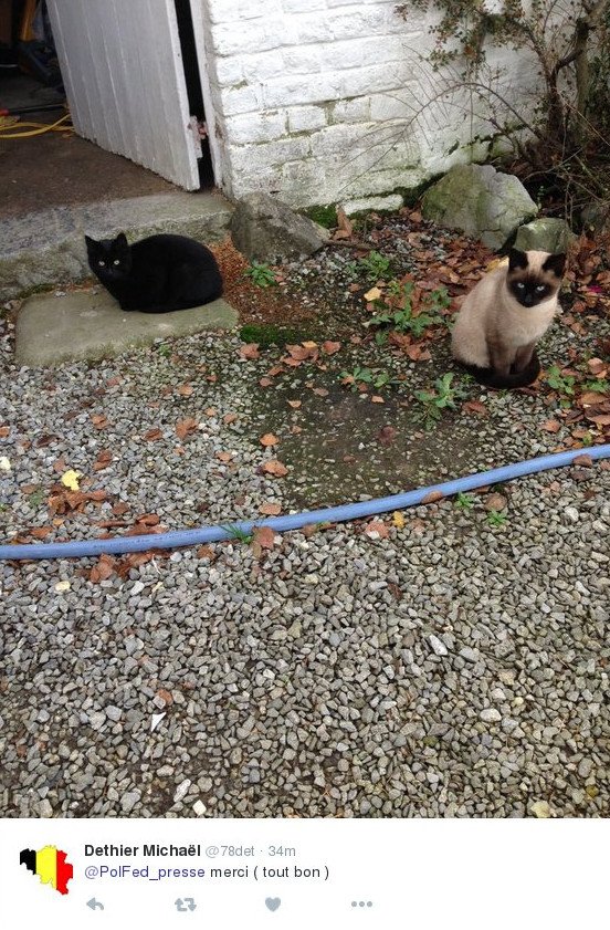 Η βελγική αστυνομία ευχαρίστησε με ένα μπολ κροκέτες τις γάτες του #BrusselsLockdown [εικόνες] | iefimerida.gr 4