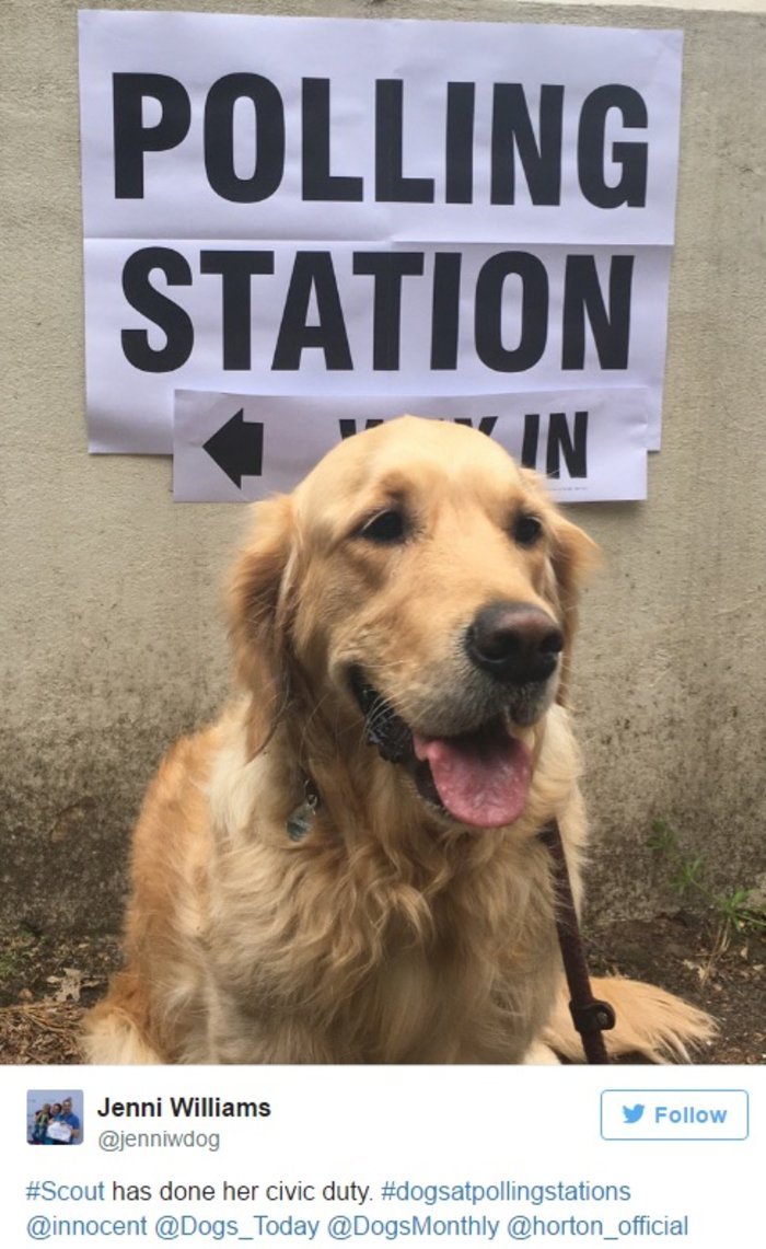 Γιατί οι Βρετανοί βγάζουν μανιωδώς φωτογραφίες με τους σκύλους τους έξω από εκλογικά κέντρα [εικόνες] | iefimerida.gr 6