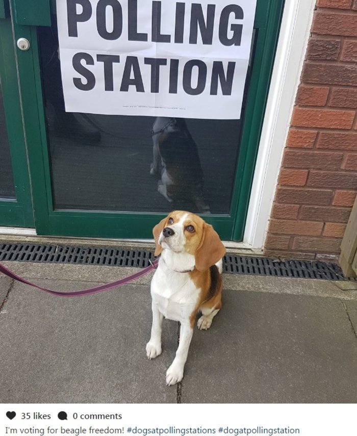 Γιατί οι Βρετανοί βγάζουν μανιωδώς φωτογραφίες με τους σκύλους τους έξω από εκλογικά κέντρα [εικόνες] | iefimerida.gr 3