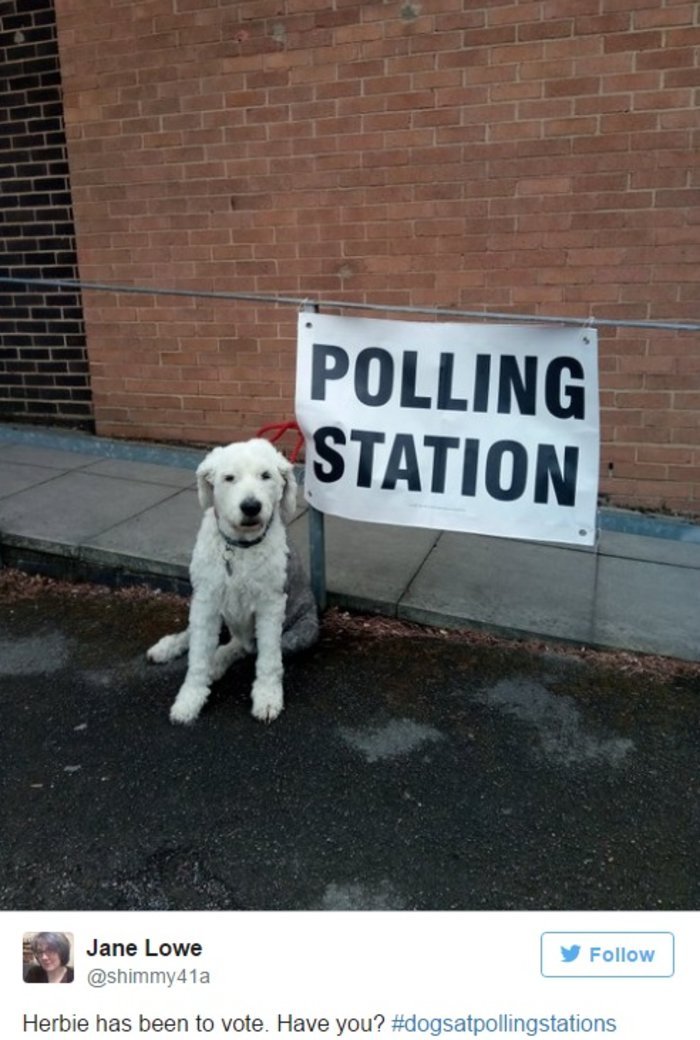 Γιατί οι Βρετανοί βγάζουν μανιωδώς φωτογραφίες με τους σκύλους τους έξω από εκλογικά κέντρα [εικόνες] | iefimerida.gr 4