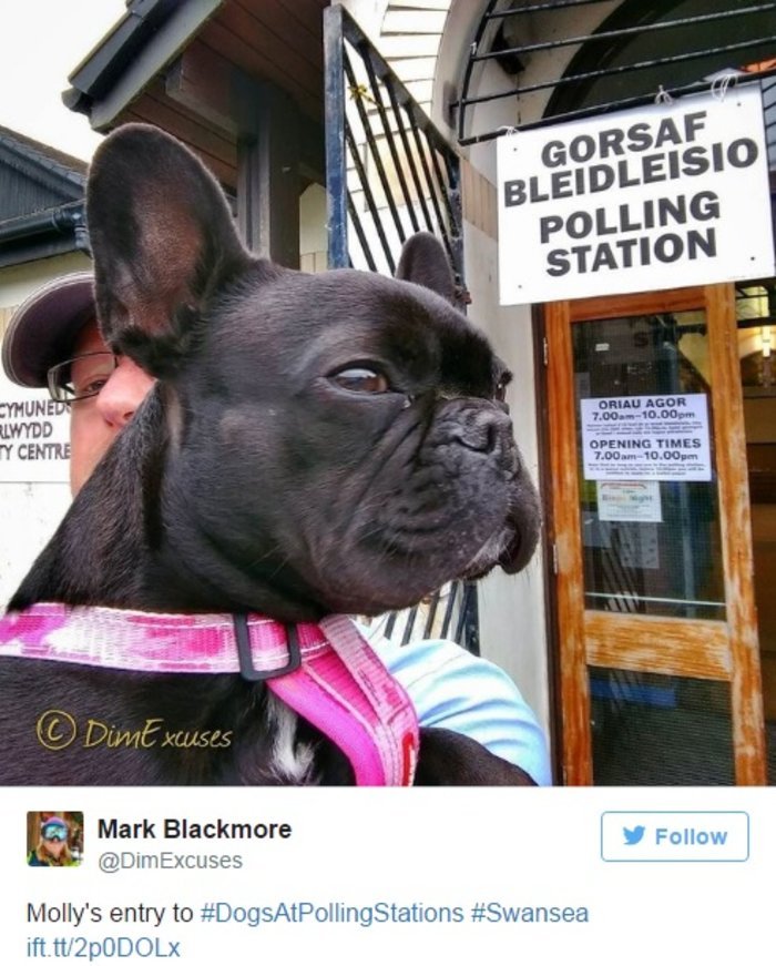 Γιατί οι Βρετανοί βγάζουν μανιωδώς φωτογραφίες με τους σκύλους τους έξω από εκλογικά κέντρα [εικόνες] | iefimerida.gr 7