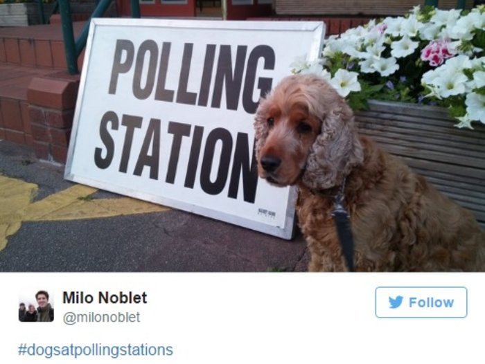 Γιατί οι Βρετανοί βγάζουν μανιωδώς φωτογραφίες με τους σκύλους τους έξω από εκλογικά κέντρα [εικόνες] | iefimerida.gr 8