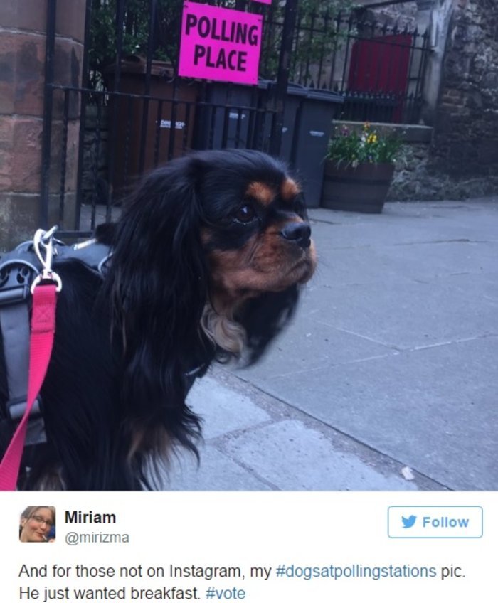 Γιατί οι Βρετανοί βγάζουν μανιωδώς φωτογραφίες με τους σκύλους τους έξω από εκλογικά κέντρα [εικόνες] | iefimerida.gr 9