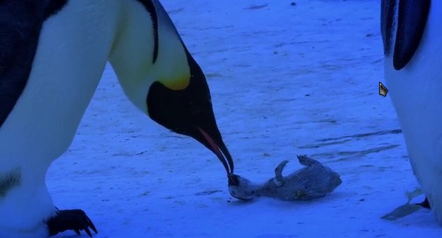 Σπαρακτική σκηνή από το βασίλειο των ζώων -Πιγκουίνοι θρηνούν την απώλεια του «μωρού» τους [εικόνες&βίντεο] | iefimerida.gr 0