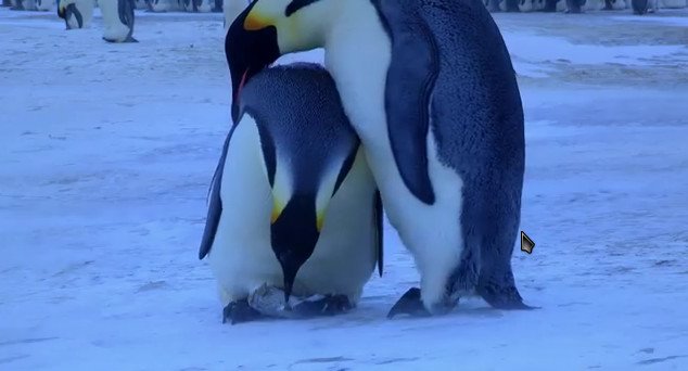 Σπαρακτική σκηνή από το βασίλειο των ζώων -Πιγκουίνοι θρηνούν την απώλεια του «μωρού» τους [εικόνες&βίντεο] | iefimerida.gr 1