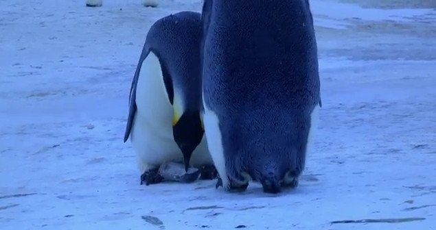 Σπαρακτική σκηνή από το βασίλειο των ζώων -Πιγκουίνοι θρηνούν την απώλεια του «μωρού» τους [εικόνες&βίντεο] | iefimerida.gr 2