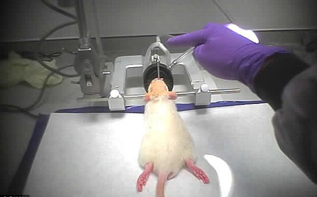 Ανατριχιαστικές εικόνες από τα εργαστήρια του βρετανικού πανεπιστημίου Imperial -Πώς βασανίζουν και θανατώνουν τα πειραματόζωα [εικόνες&βίντεο] | iefimerida.gr 0