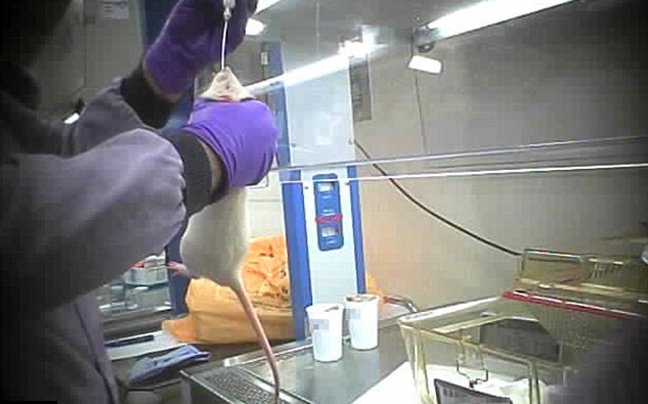 Ανατριχιαστικές εικόνες από τα εργαστήρια του βρετανικού πανεπιστημίου Imperial -Πώς βασανίζουν και θανατώνουν τα πειραματόζωα [εικόνες&βίντεο] | iefimerida.gr 1