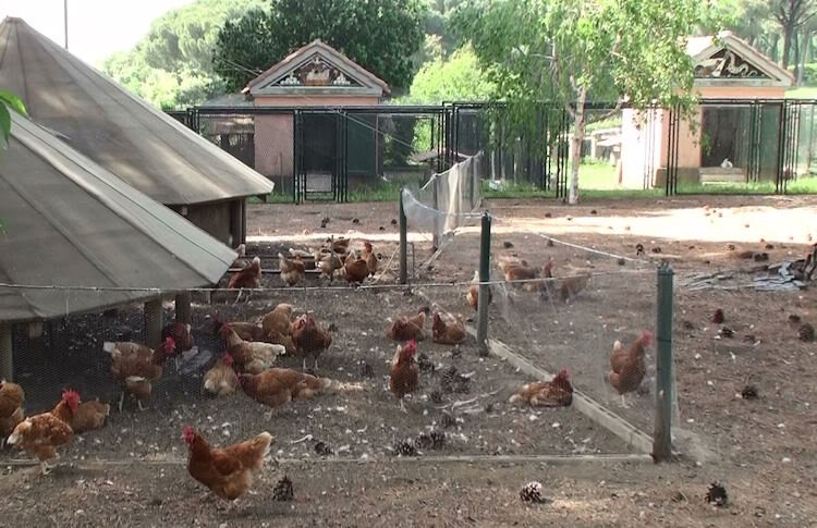 Ο Πάπας πάχυνε -Πού είναι τα ειδυλλιακά αγροκτήματα που τον τρέφουν [εικόνες] | iefimerida.gr 3